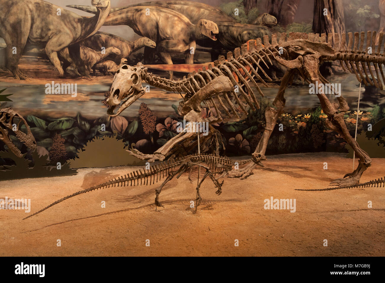 Einen Tenontosaurus verteidigt gegen einen Deinonychus in ein Diorama in der Halle des alten Lebens, Sam Noble Oklahoma Museum of Natural History, Norman, OK. Stockfoto