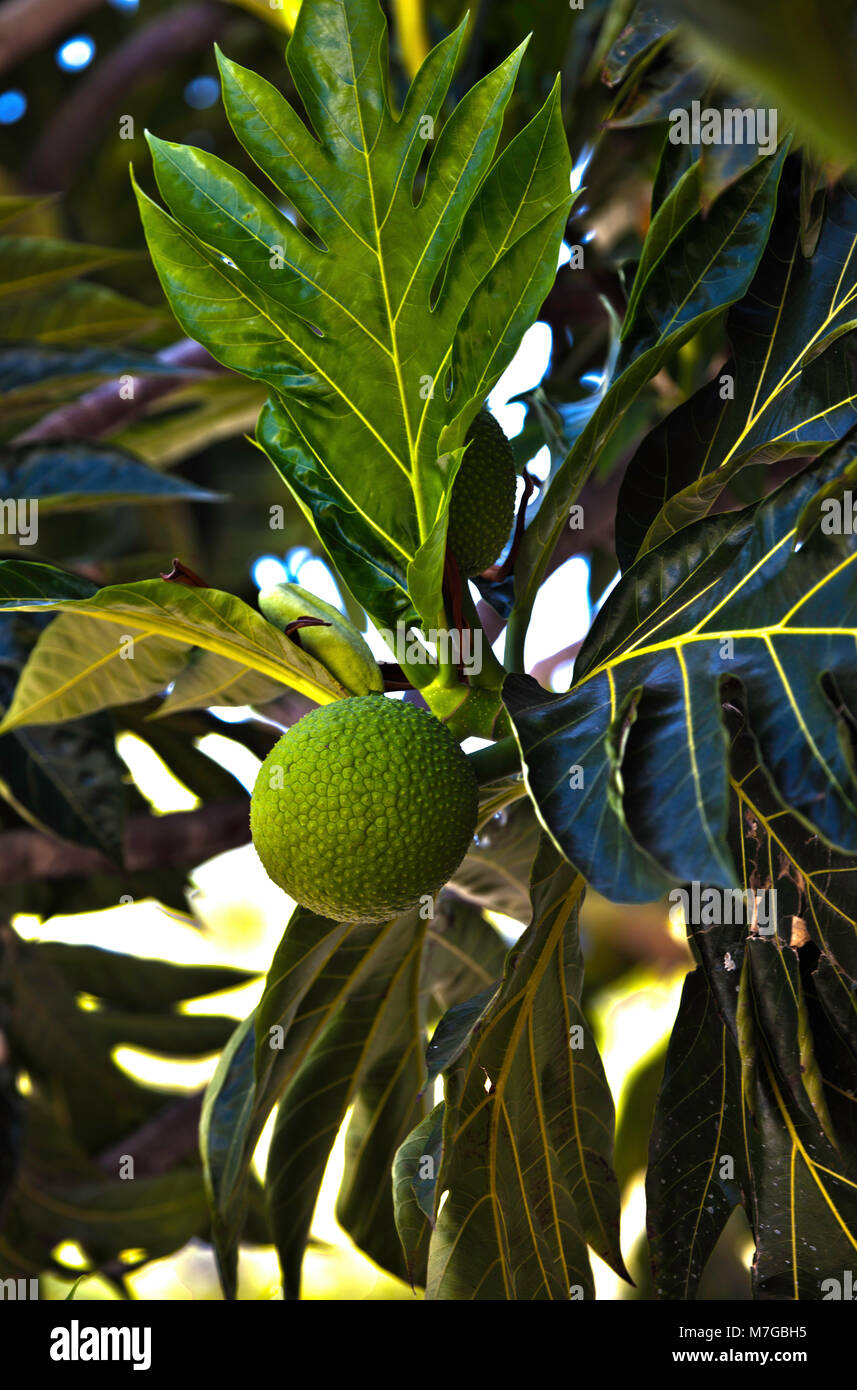 Drei Bilder wurden kombiniert diese HDR-Foto von einem brotfruchtbaum, Artocarpus altilis, mit Pralle grüne Frucht und seinem besonderen verlässt. Diese p Stockfoto