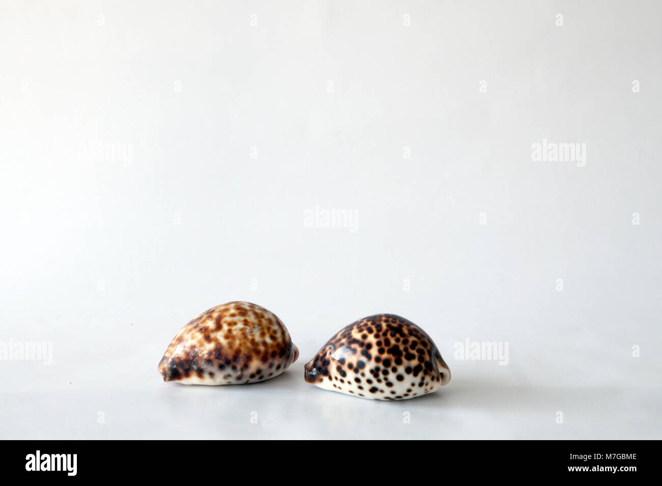 Cowry Shells Stockfoto