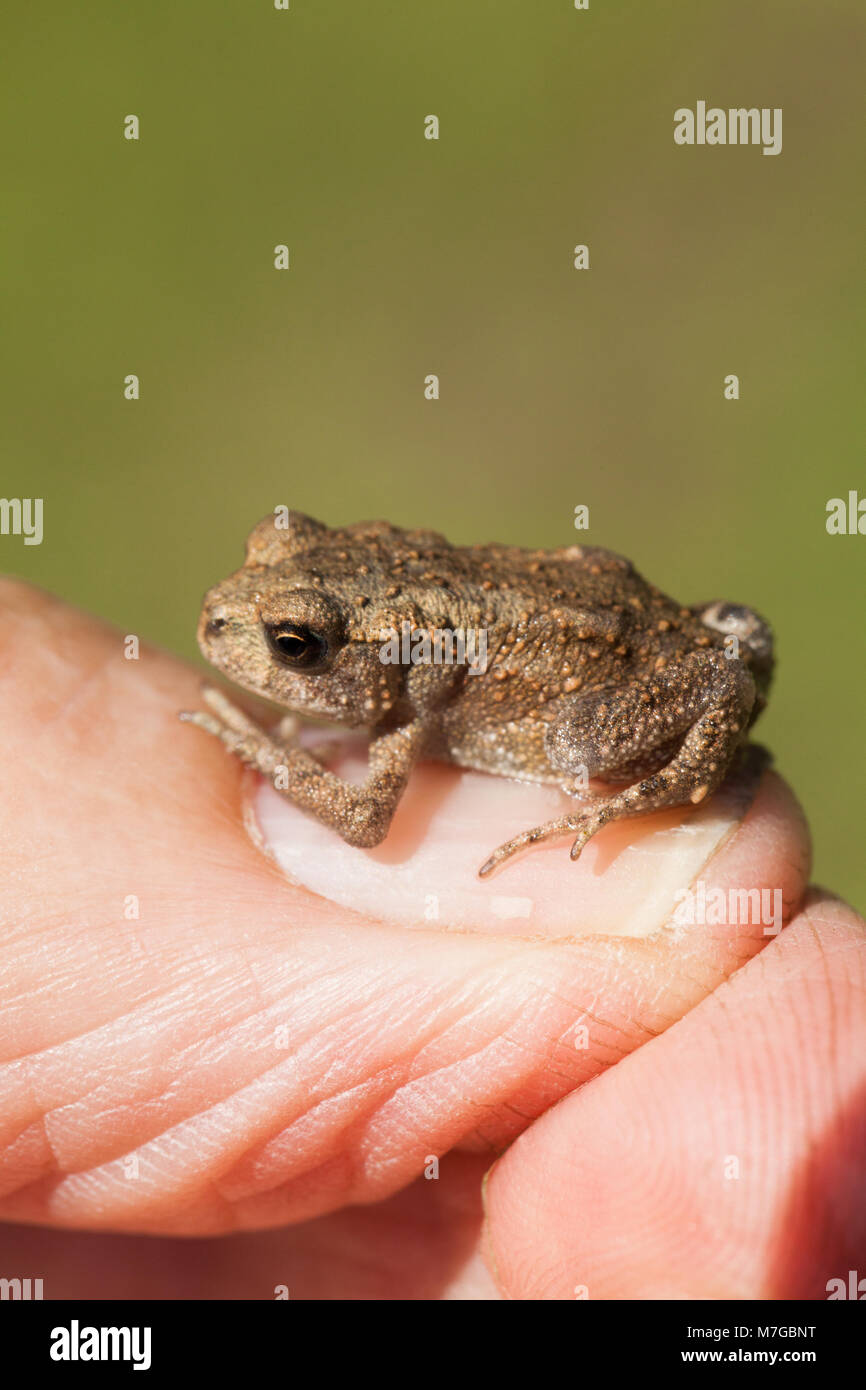 Erdkröte Bufo bufo. Vor kurzem verwandelte junge toadlet, sitzen auf den Daumennagel ist ein Mann. Eine von vielen zu Fuß über einen Rasen nach Verlassen seiner frühen li Stockfoto