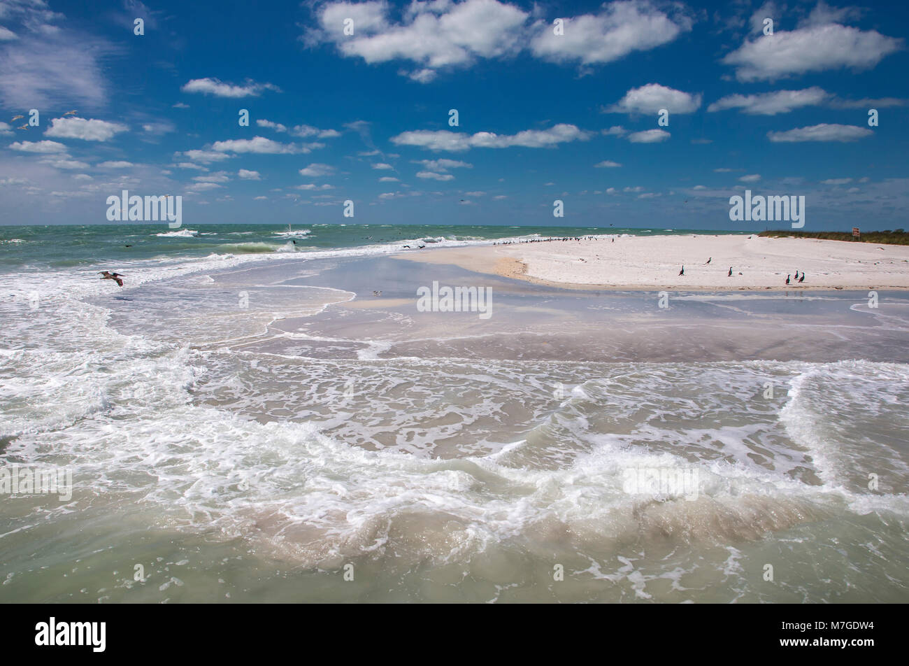 Sandstrand mit Vögeln an der südlichen Spitze von Egmont Key State Park in den Golf von Mexiko an der Westküste von Florida Stockfoto