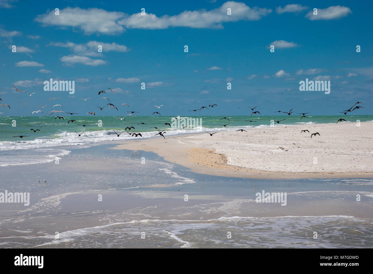 Sandstrand mit fliegenden Vögeln an der südlichen Spitze von Egmont Key State Park in den Golf von Mexiko an der Westküste von Florida Stockfoto