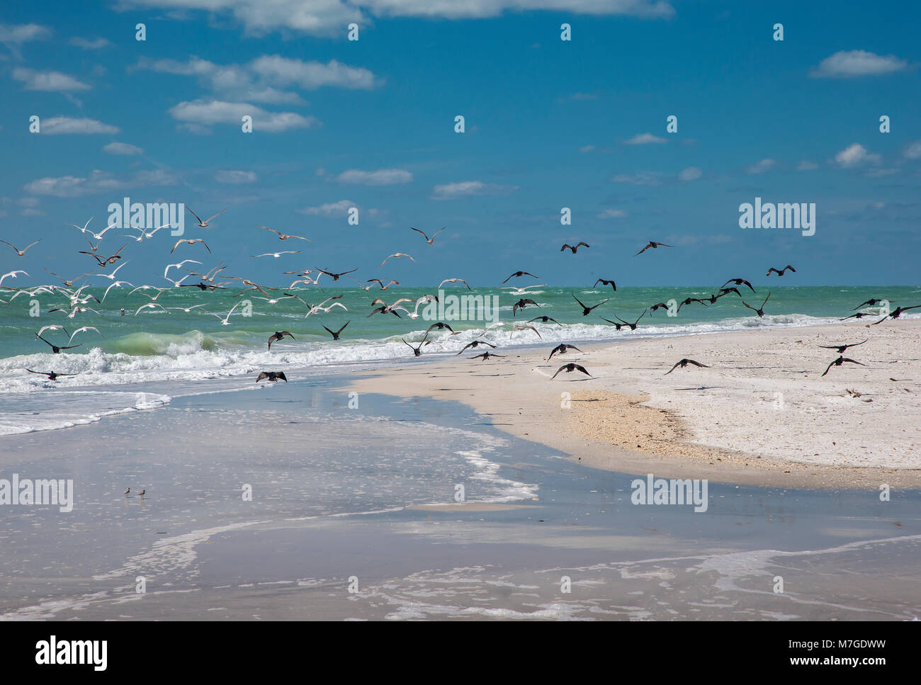 Sandstrand mit fliegenden Vögeln an der südlichen Spitze von Egmont Key State Park in den Golf von Mexiko an der Westküste von Florida Stockfoto