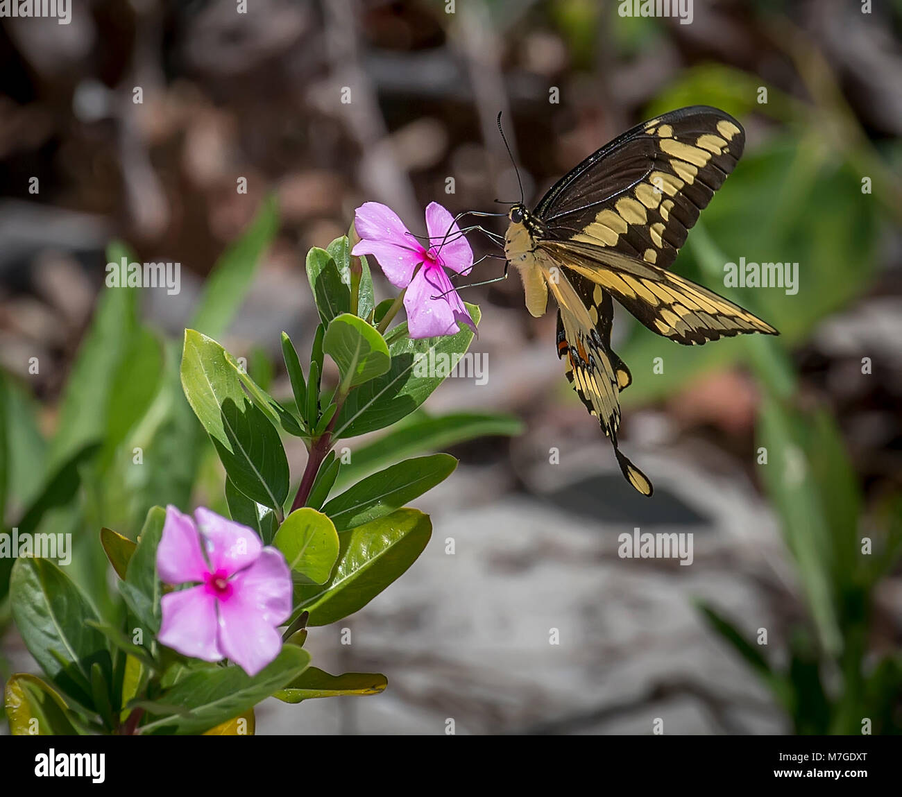 Schwarz-gelben Schwalbenschwanz Schmetterling auf Rosa wildflower Stockfoto