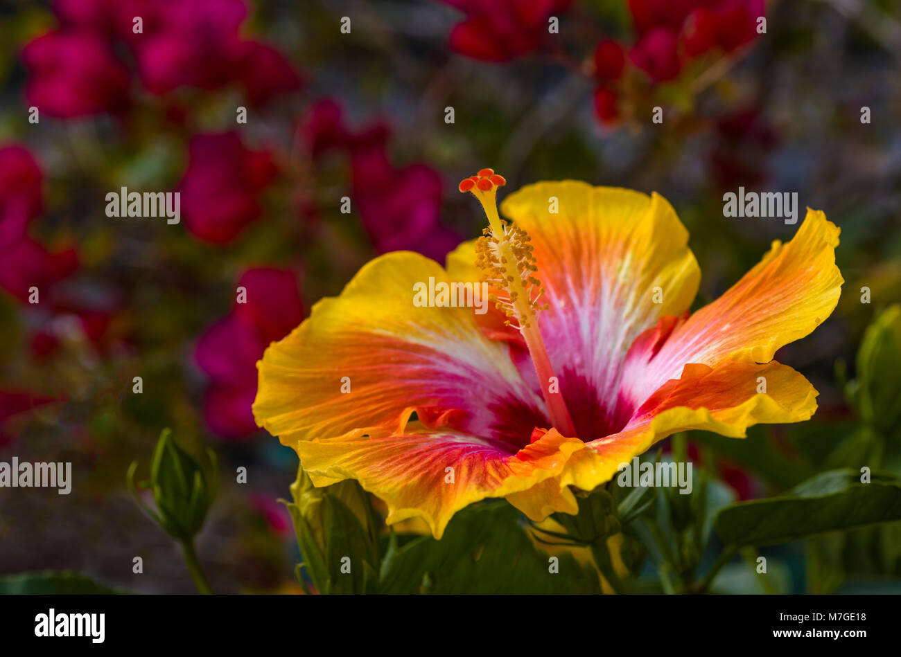 Gelbe und rote riesige, bunte, Trompetenförmigen Hibiskus Blume mit roten Blumen im Hintergrund Stockfoto