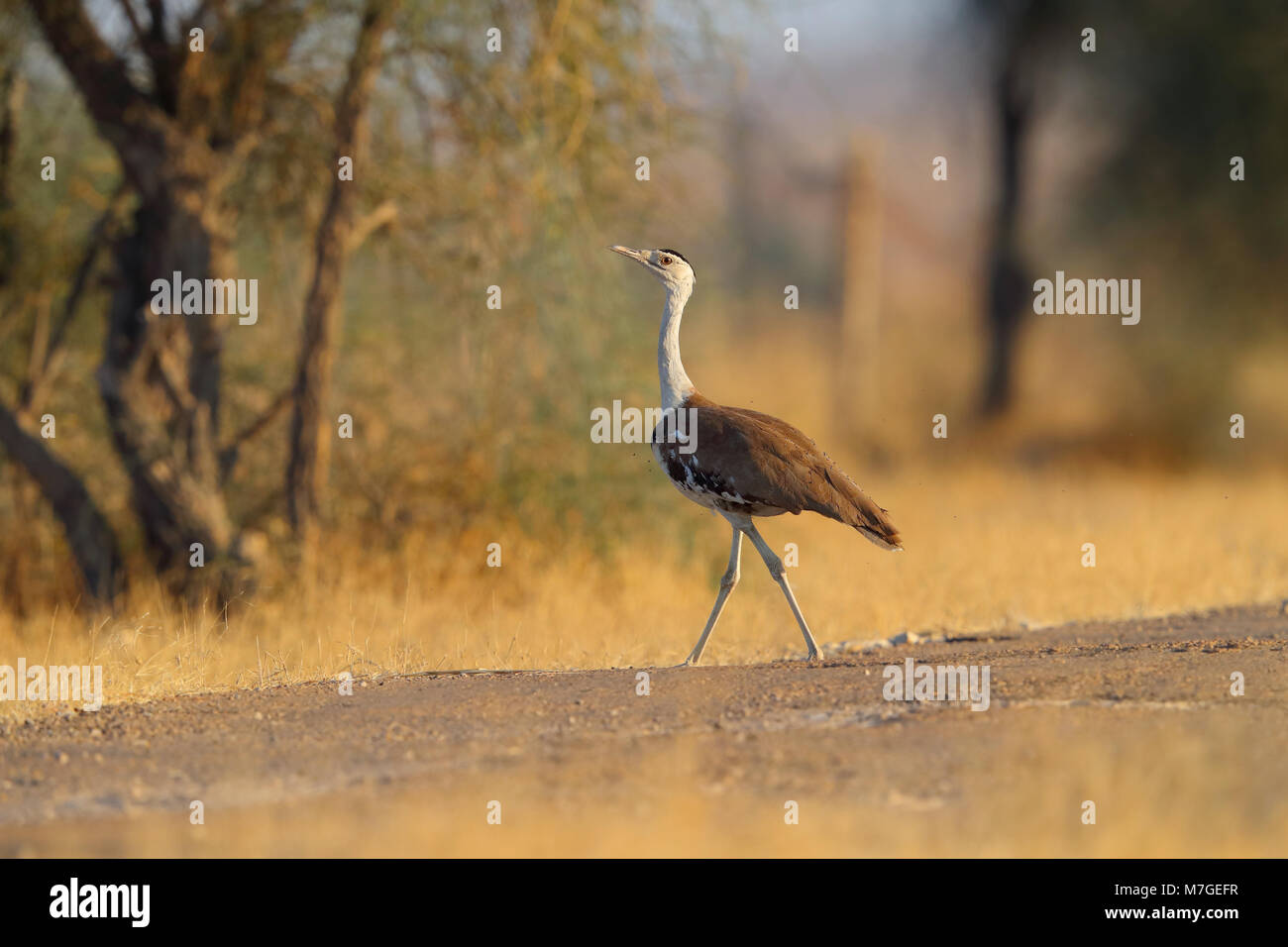 Eine besonders gefährdete große indische Trappe (Ardeotis Nigriceps) auf dem Weg durch die Wüste Nationalpark, Rajasthan Stockfoto