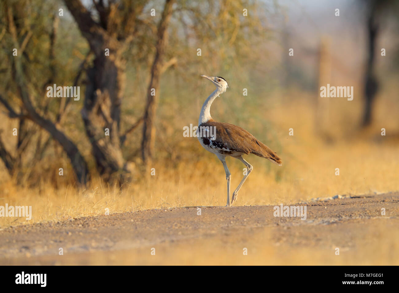 Eine besonders gefährdete große indische Trappe (Ardeotis Nigriceps) auf dem Weg durch die Wüste Nationalpark, Rajasthan Stockfoto