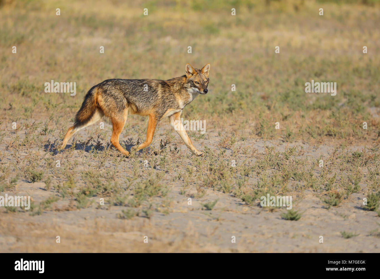 Nach Golden Schakal (Canis aureus) vermutlich an der nominieren Unterart C. a. aureus (Gemeinsame Schakal) in der Region Kutch von Gujarat, Indien. Stockfoto