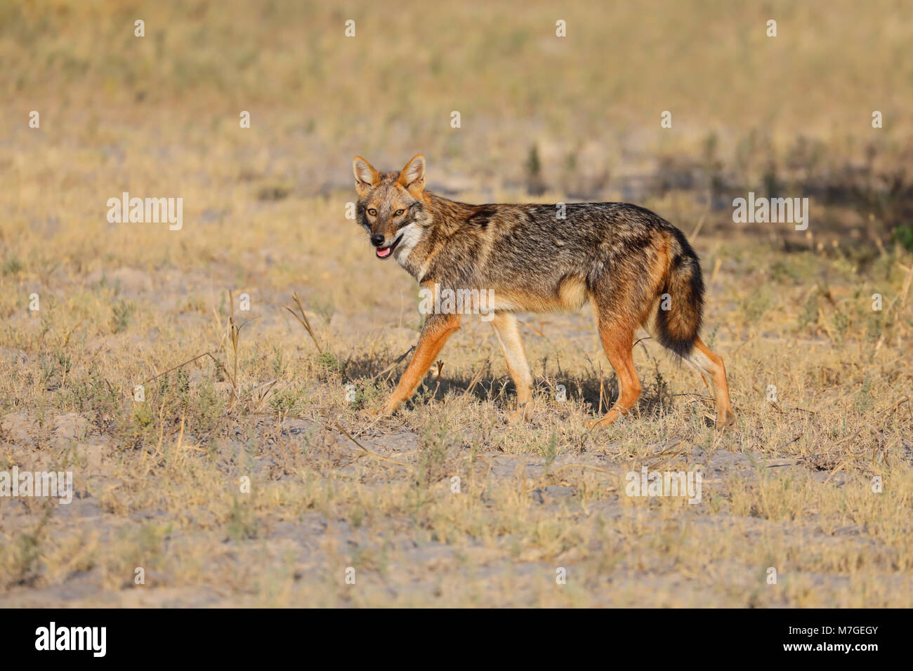 Nach Golden Schakal (Canis aureus) vermutlich an der nominieren Unterart C. a. aureus (Gemeinsame Schakal) in der Region Kutch von Gujarat, Indien. Stockfoto