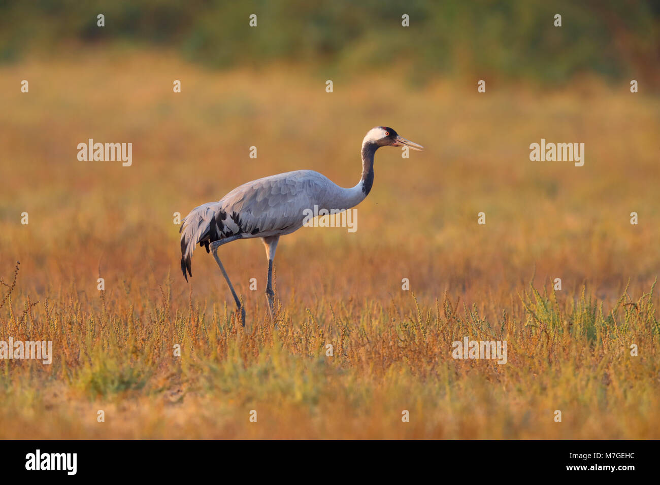 Ein erwachsener Gemeinsame oder Eurasische Kranich (Grus Grus) gehen über die Wiese der kleinen Rann von Kutch, Gujarat, Indien im goldenen Abendlicht Stockfoto