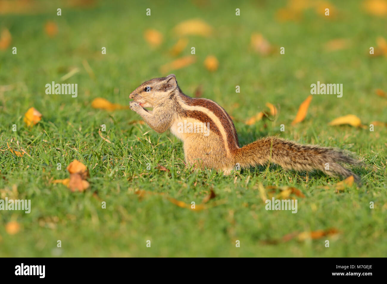 Ein Erwachsener 5-gestreift oder nördlichen Palm Squirrel (Funambulus pennantii) Ernährung auf einem Rasen in Indien Stockfoto