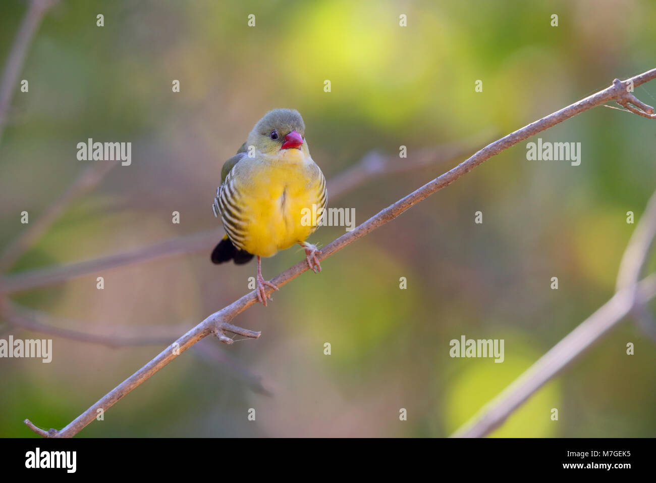 Ein männlicher Grün oder grün Avadavat Munia (Amandava formosa) Am traditionellen Standort von Mount Abu in Rajasthan, Indien Stockfoto