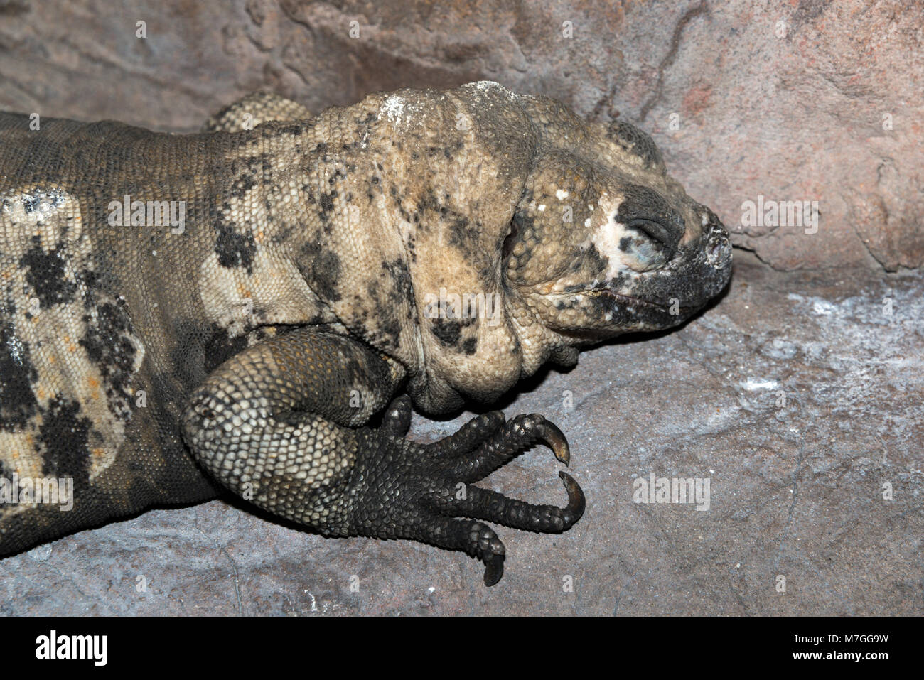 San esteban chuckwalla sauromalus varius -Fotos und -Bildmaterial in