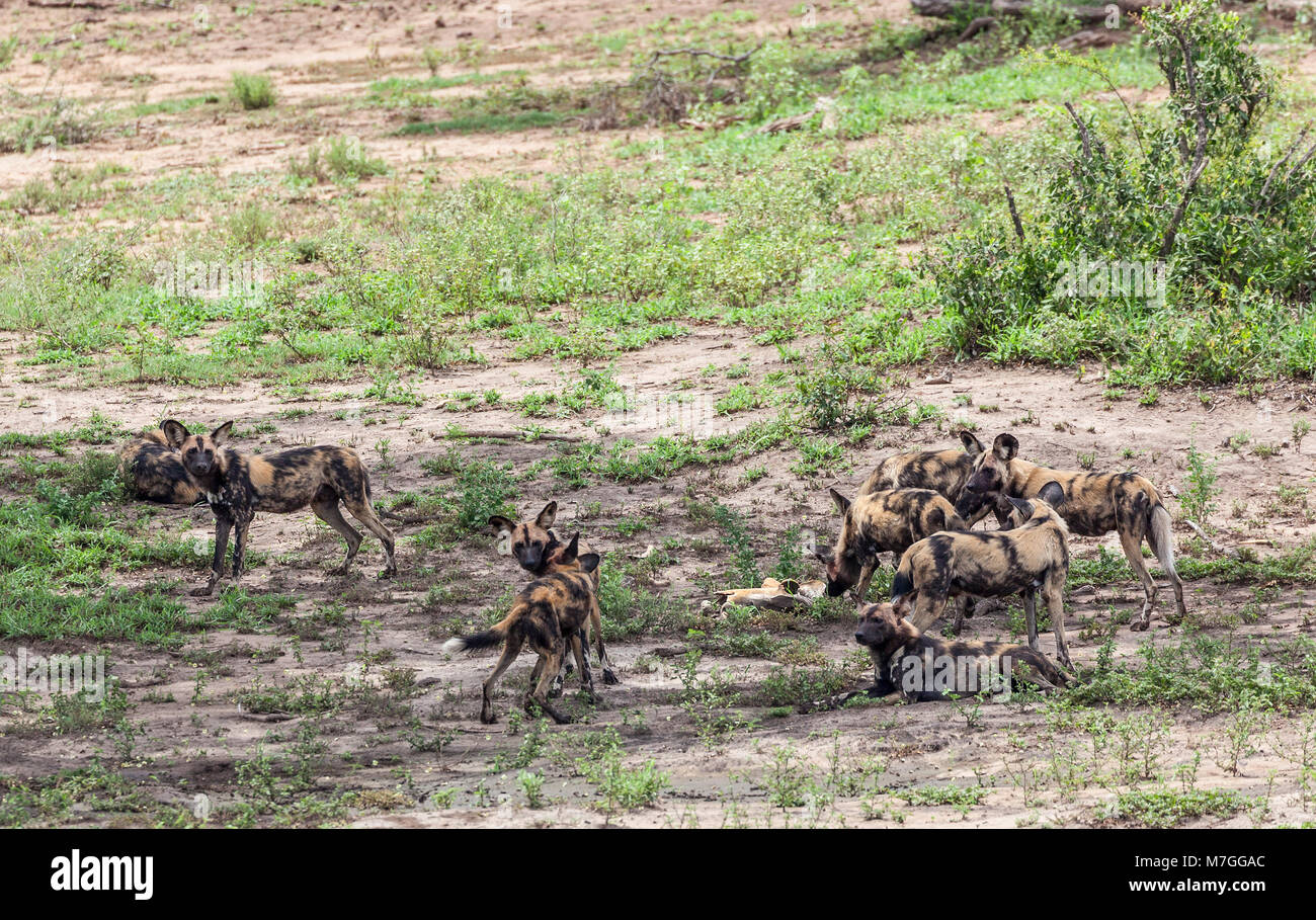Neun Mitglieder einer Packung Afrikanische Wildhunde, Lycaon pictus, im Krüger NP, Südafrika Stockfoto