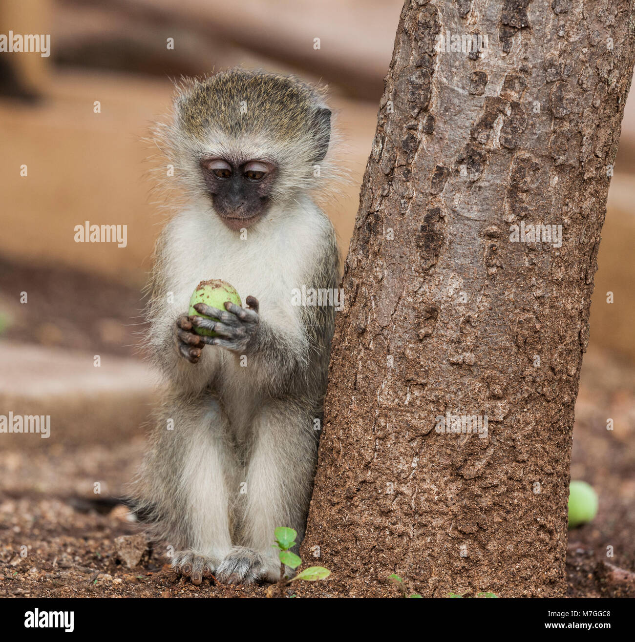 Meerkatze, Chlorocebus pygerythrus, (Fka Cercopithecus aethiops), lehnte sich an einen Baum und erwägen eine Frucht es Holding; Krüger NP, Südafrika Stockfoto