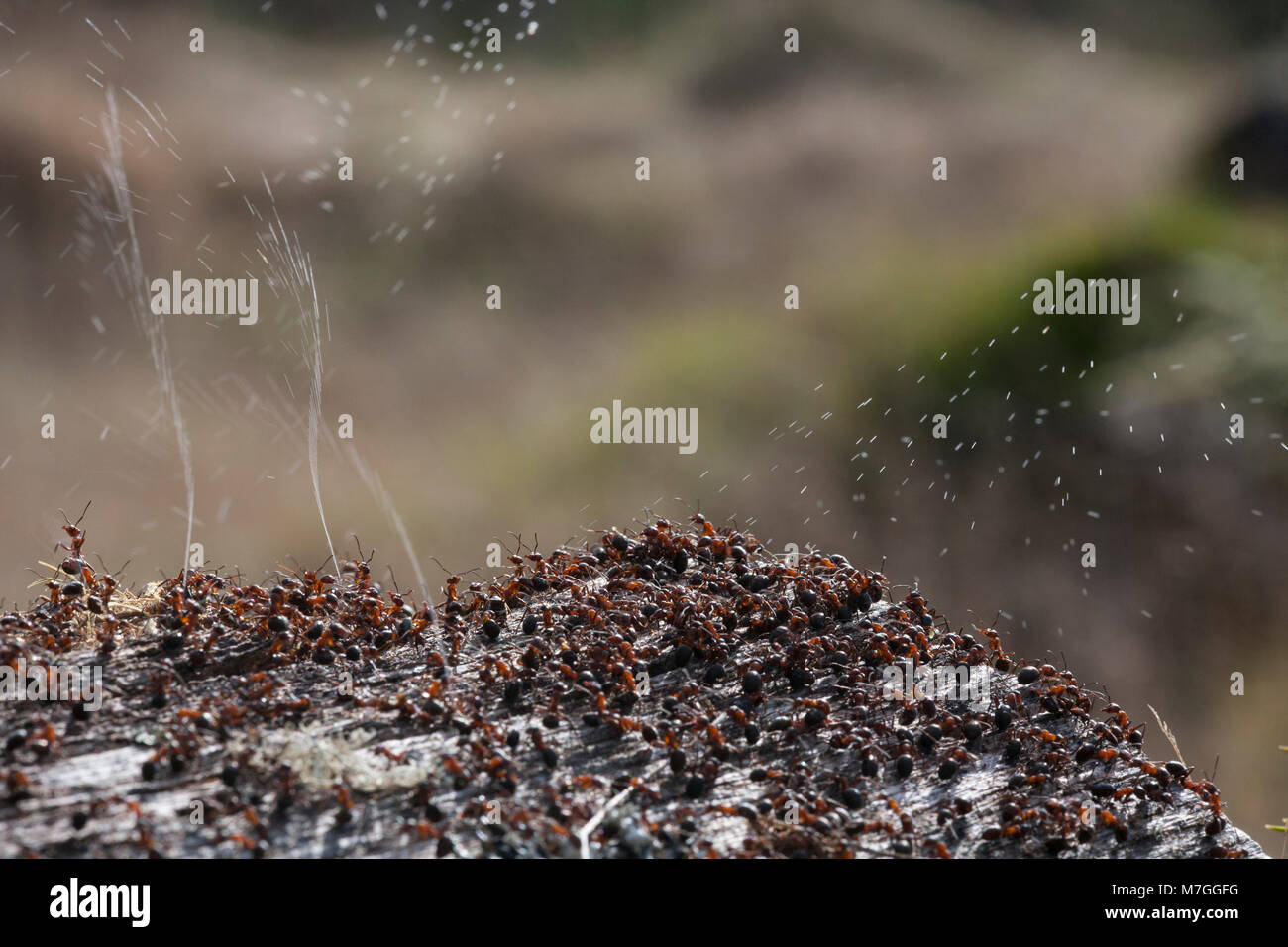 Waldameisen - Formica rufa-verteidigt ihr Nest durch Spritzen Ameisensäure. Die Ameisensäure wird verwendet, um die angreifenden Feinde abzuschrecken. Dorset England UK GB. Stockfoto