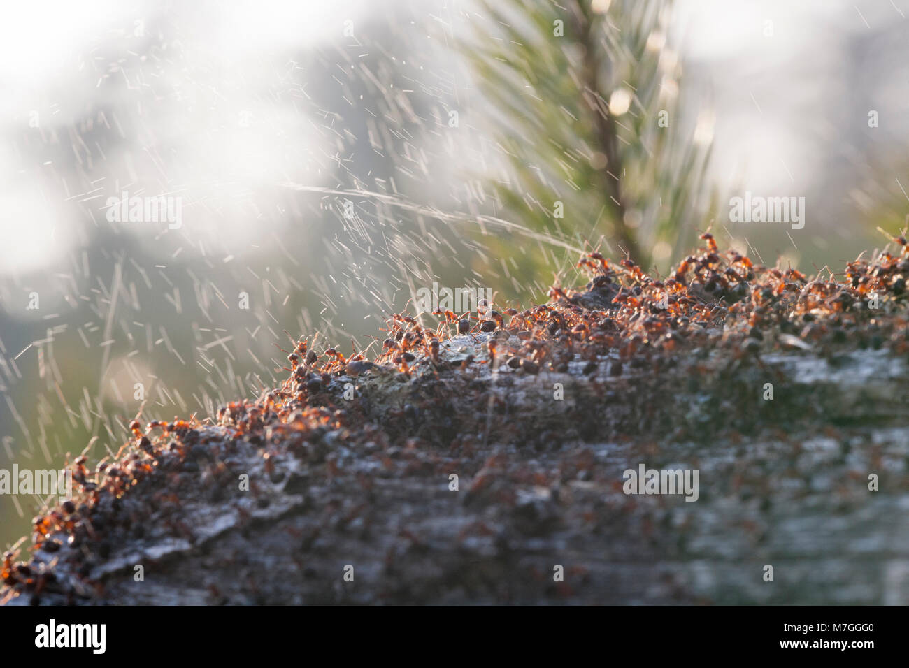 Waldameisen - Formica rufa-verteidigt ihr Nest durch Spritzen Ameisensäure. Die Ameisensäure wird verwendet, um die angreifenden Feinde abzuschrecken. Dorset England UK GB. Stockfoto