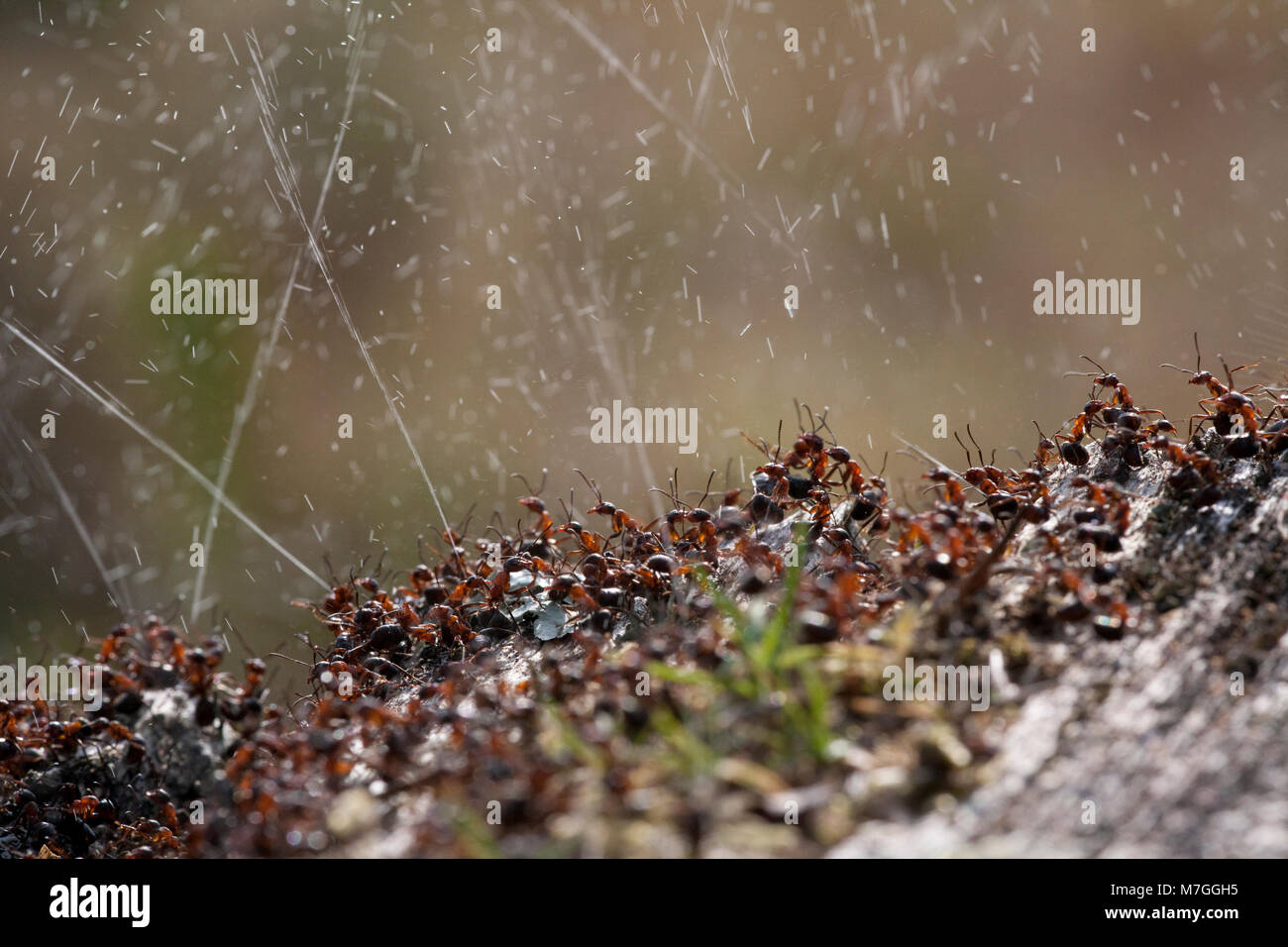 Waldameisen - Formica rufa-verteidigt ihr Nest durch Spritzen Ameisensäure. Die Ameisensäure wird verwendet, um die angreifenden Feinde abzuschrecken. Dorset England UK GB. Stockfoto