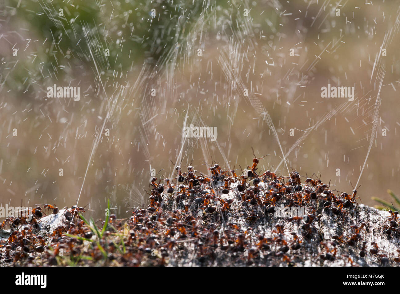 Waldameisen - Formica rufa-verteidigt ihr Nest durch Spritzen Ameisensäure. Die Ameisensäure wird verwendet, um die angreifenden Feinde abzuschrecken. Dorset England UK GB. Stockfoto