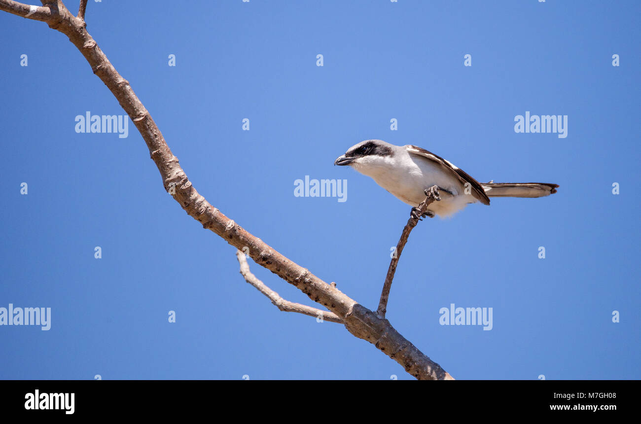 Unechte shrike Vogel Lanius ludovicianus Sitzstangen auf einem Baum in Fort Myers, Florida Stockfoto
