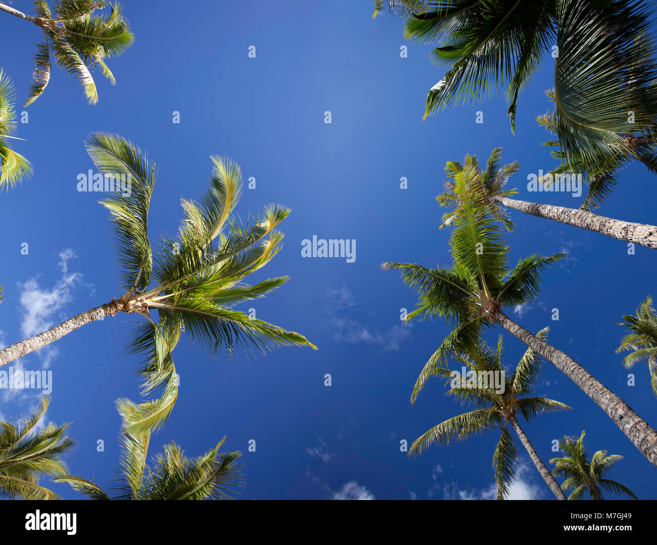 Eine Ansicht von unten der Palmen und blauem Himmel, Maui, Hawaii. Zwei Aufnahmen wurden digital kombiniert dieses große Datei Größe zu erstellen. Stockfoto