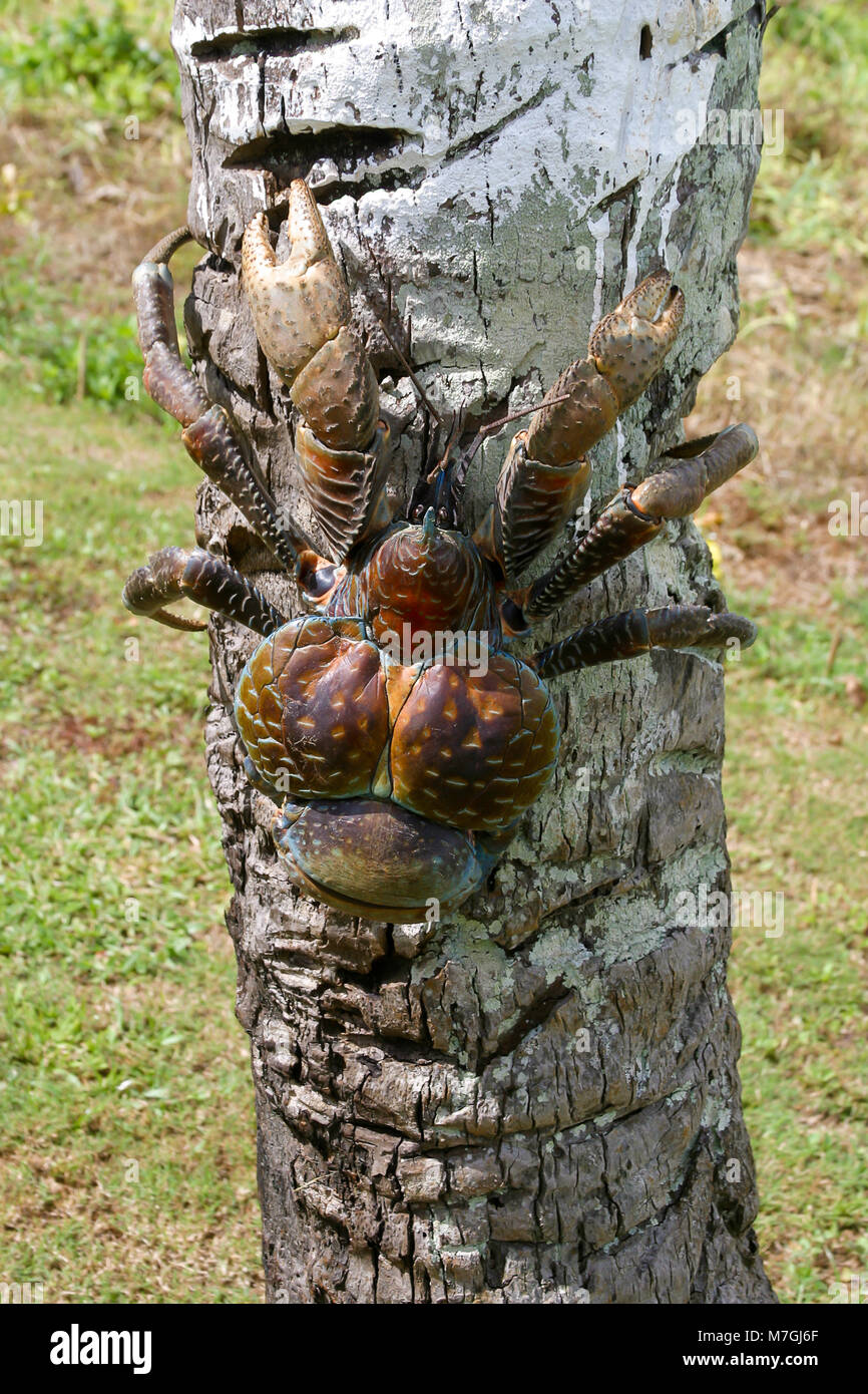 Das coconut Crab, Birgus latro, ist die grösste der Einsiedlerkrebs Familie erreichen so viel wie sechs Pfund. Die Jungen bewohnen die traditionelle shell Home Stockfoto