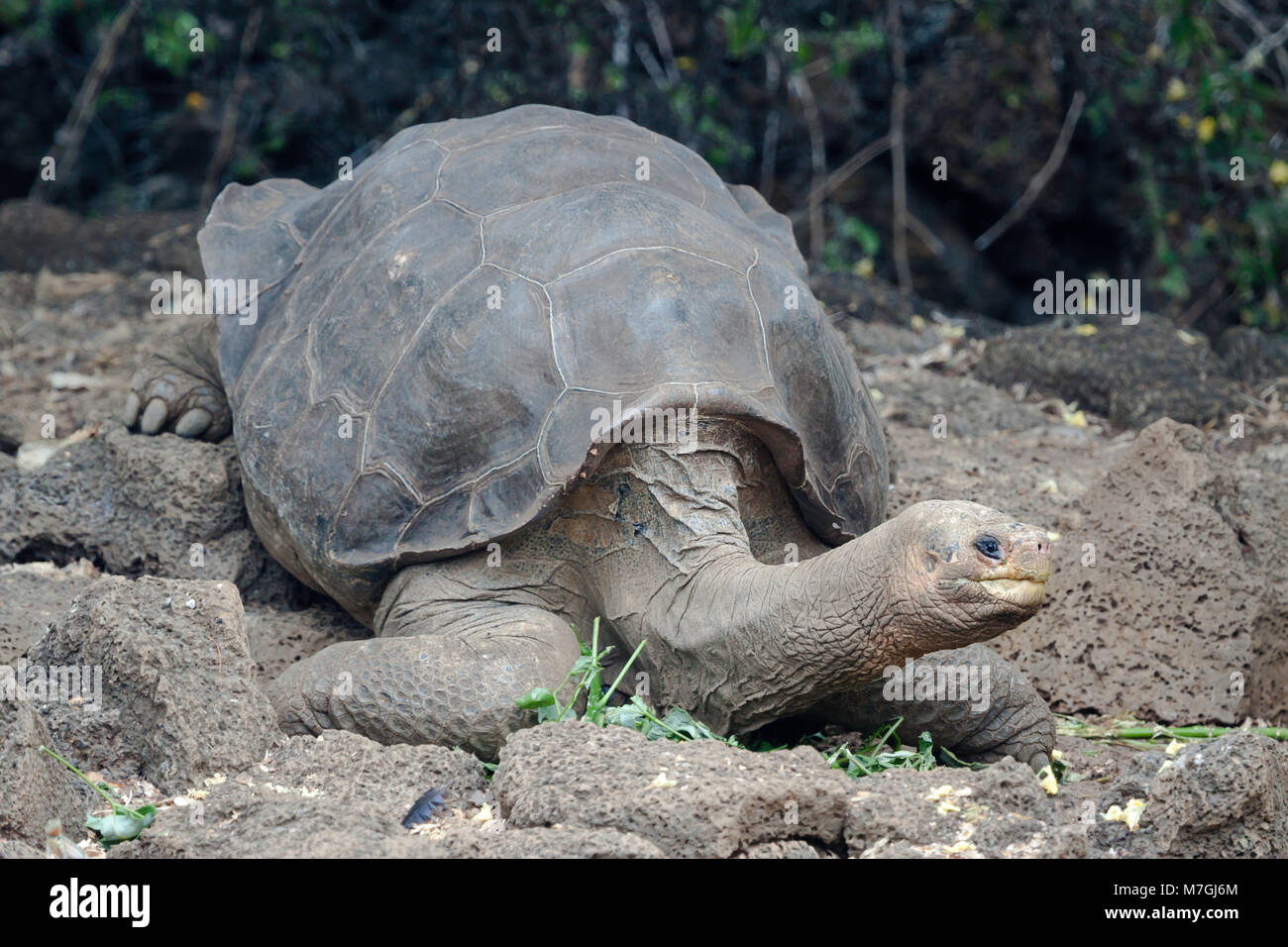 Lonesome George war der letzte der Pinta Insel Riesenschildkröte, Chelonoidis nigra abingdonii. Er starb am Sonntag, den 24. Juni 2012 und wurde geglaubt, um d. Stockfoto