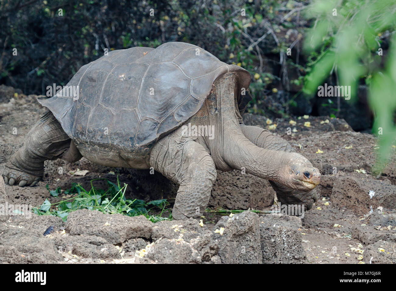 Lonesome George war der letzte der Pinta Insel Riesenschildkröte, Chelonoidis nigra abingdonii. Er starb am Sonntag, den 24. Juni 2012 und wurde geglaubt, um d. Stockfoto