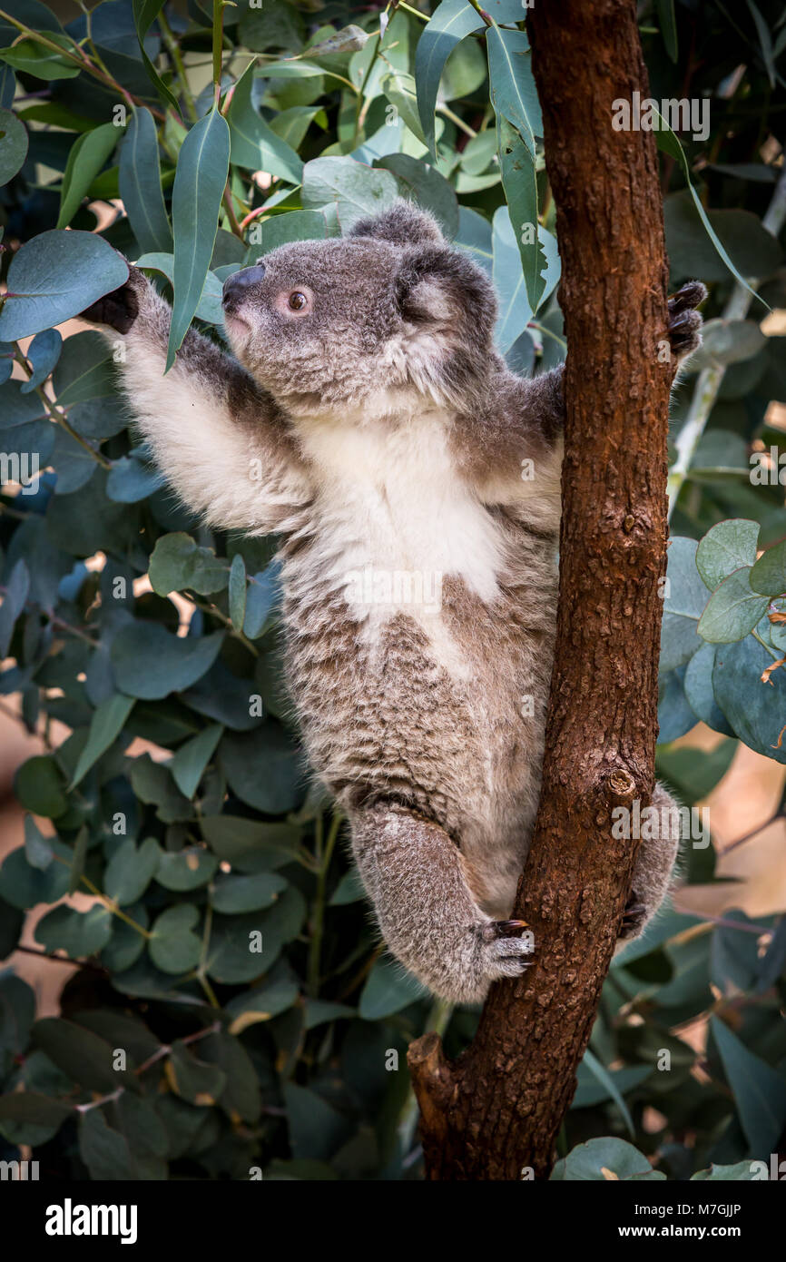 Koala Essen gum Baum Blätter Stockfoto