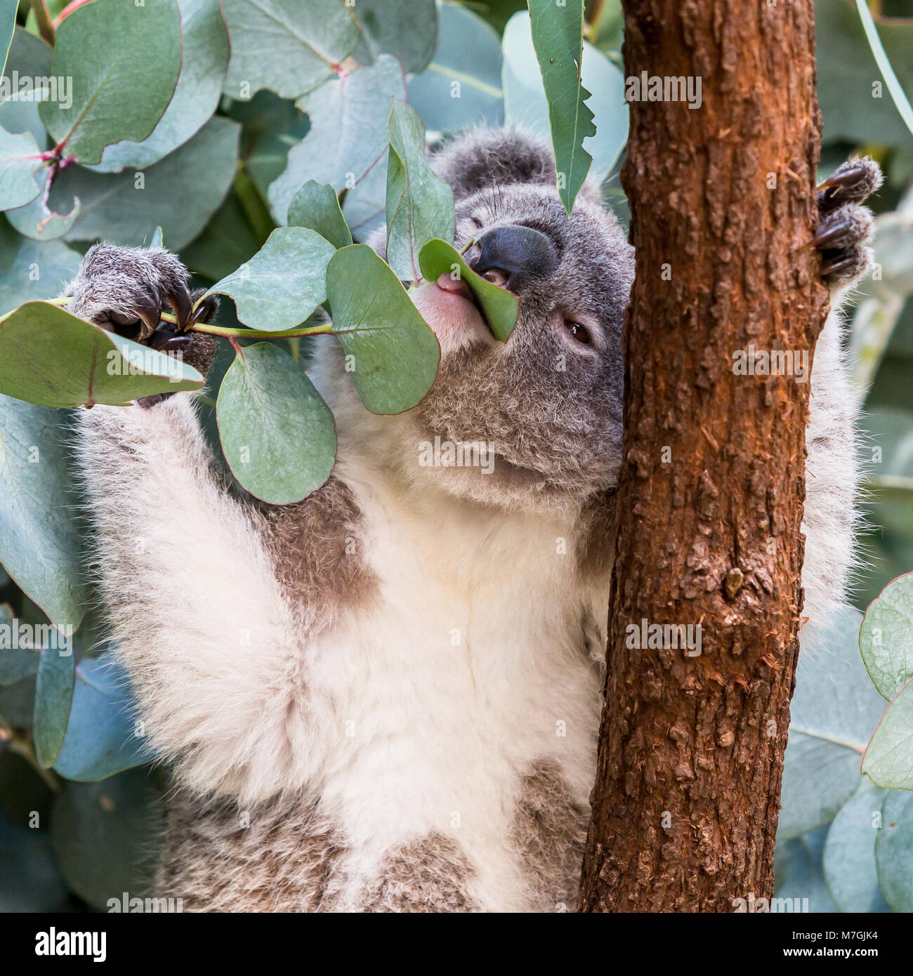 Koala Essen gum Baum Blätter Stockfoto