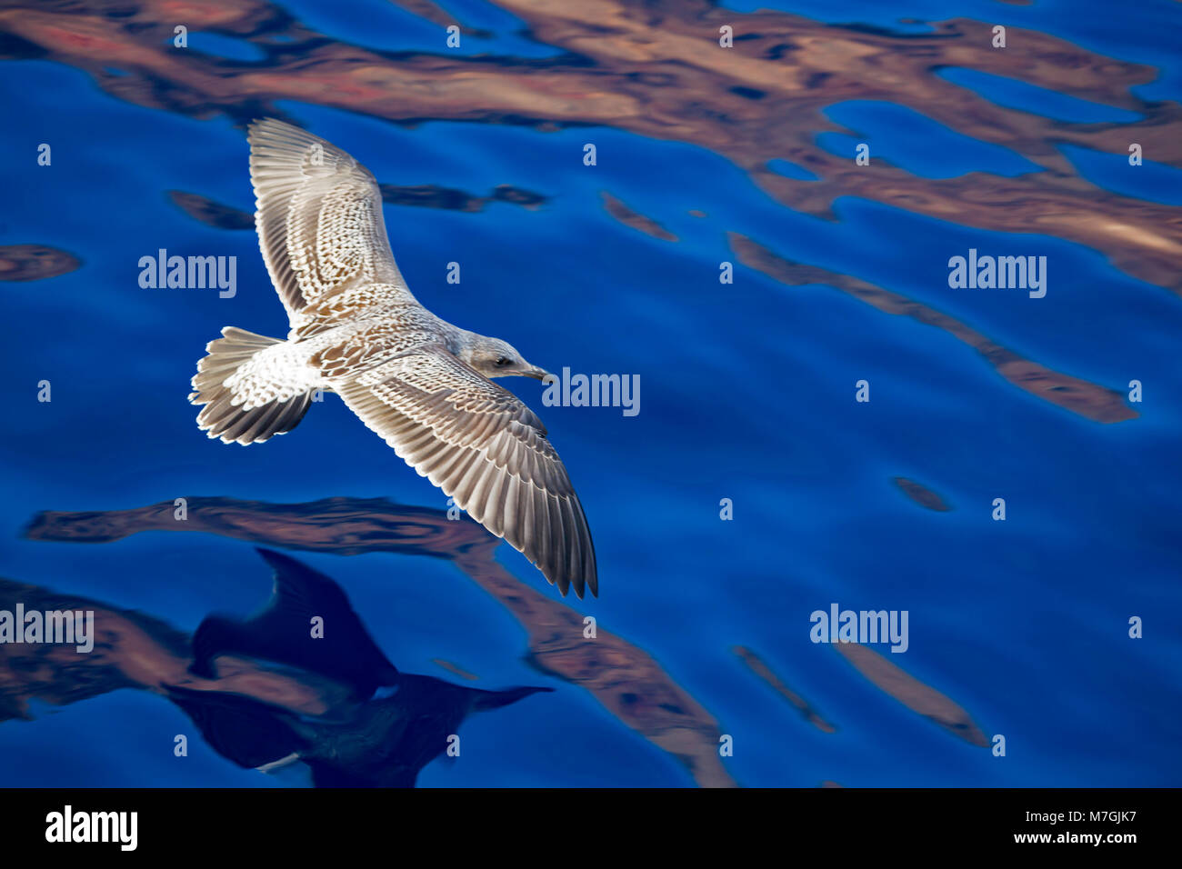 Die westlichen Gull, Larus occidentalis bezeichnet, ist ein grosses, weisses-headed Gull, lebt an der Westküste von Nordamerika. Die westlichen Gull reicht von Britischen Stockfoto