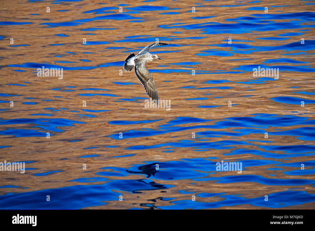 Die westlichen Gull, Larus occidentalis bezeichnet, ist ein grosses, weisses-headed Gull, lebt an der Westküste von Nordamerika. Die westlichen Gull reicht von Britischen Stockfoto