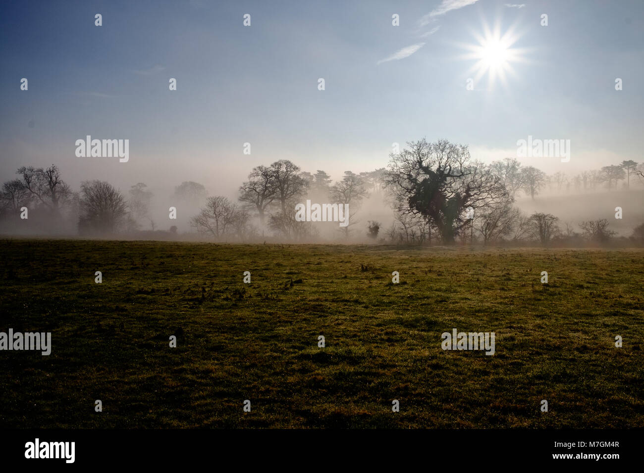 Bäume am Rand eines Feldes mit Morgennebel gehüllt in Totteridge UK Stockfoto