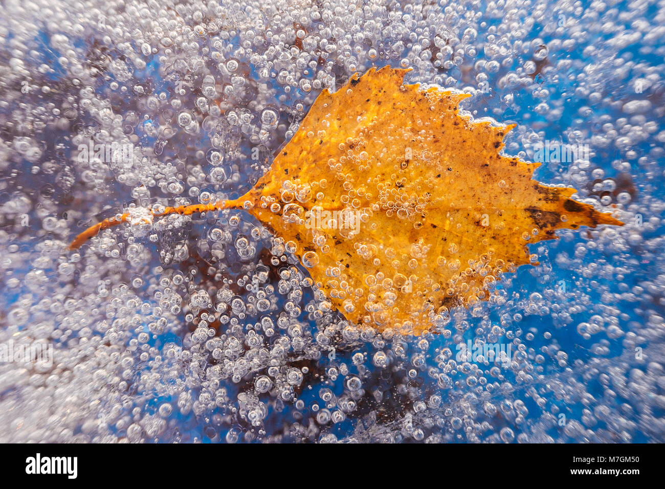 Ein Herbst Birke Blatt unter Eis mit Luftblasen eingeschlossen Stockfoto