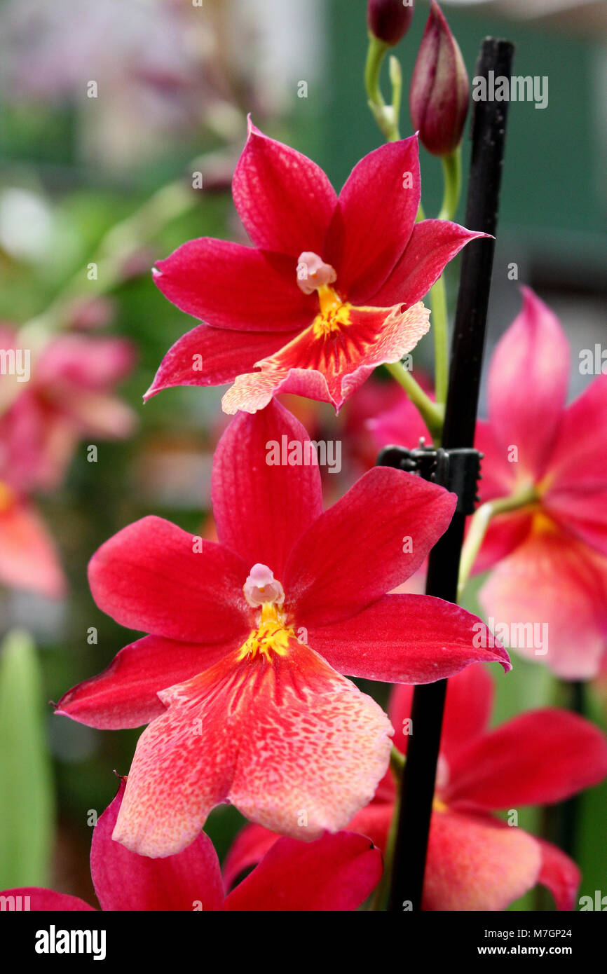 Mit roten Blumen - Liebling Zierpflanzen Orchid Stockfoto