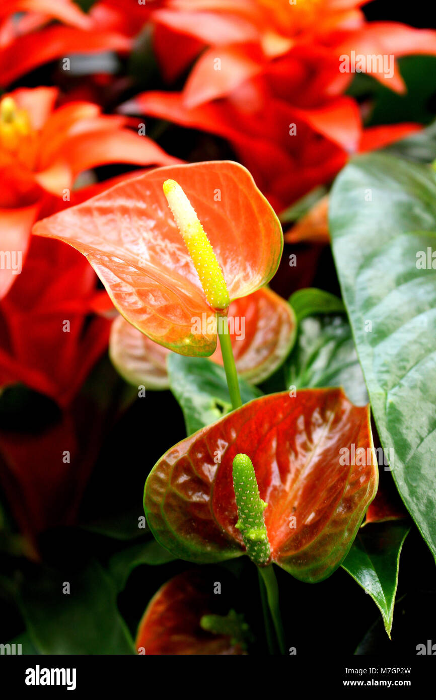 Anthurium sp. - Exotische Zierpflanzen blühende Pflanze Stockfoto