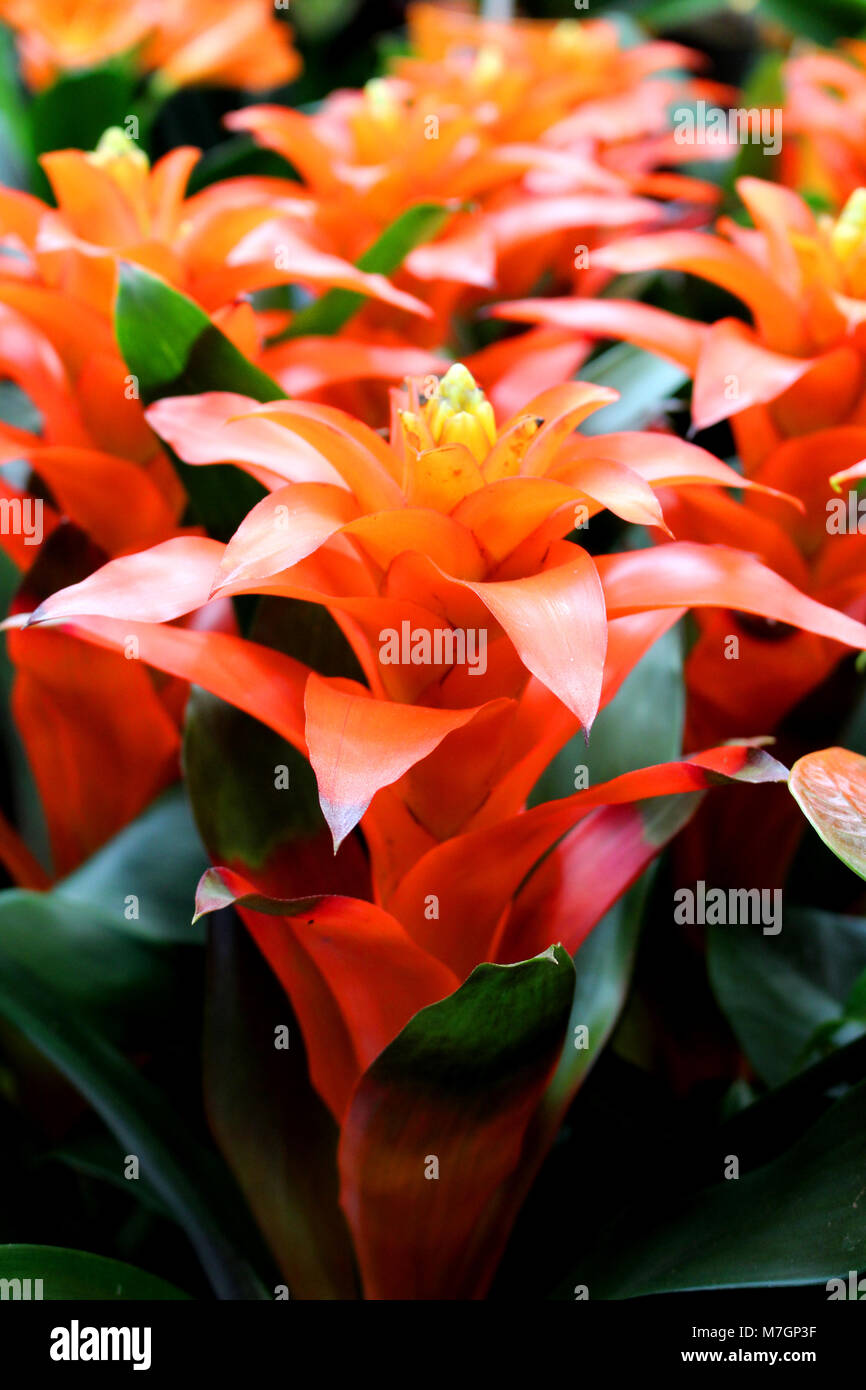 Guzmania guzmania sp Fotos und Bildmaterial in hoher Auflösung Alamy