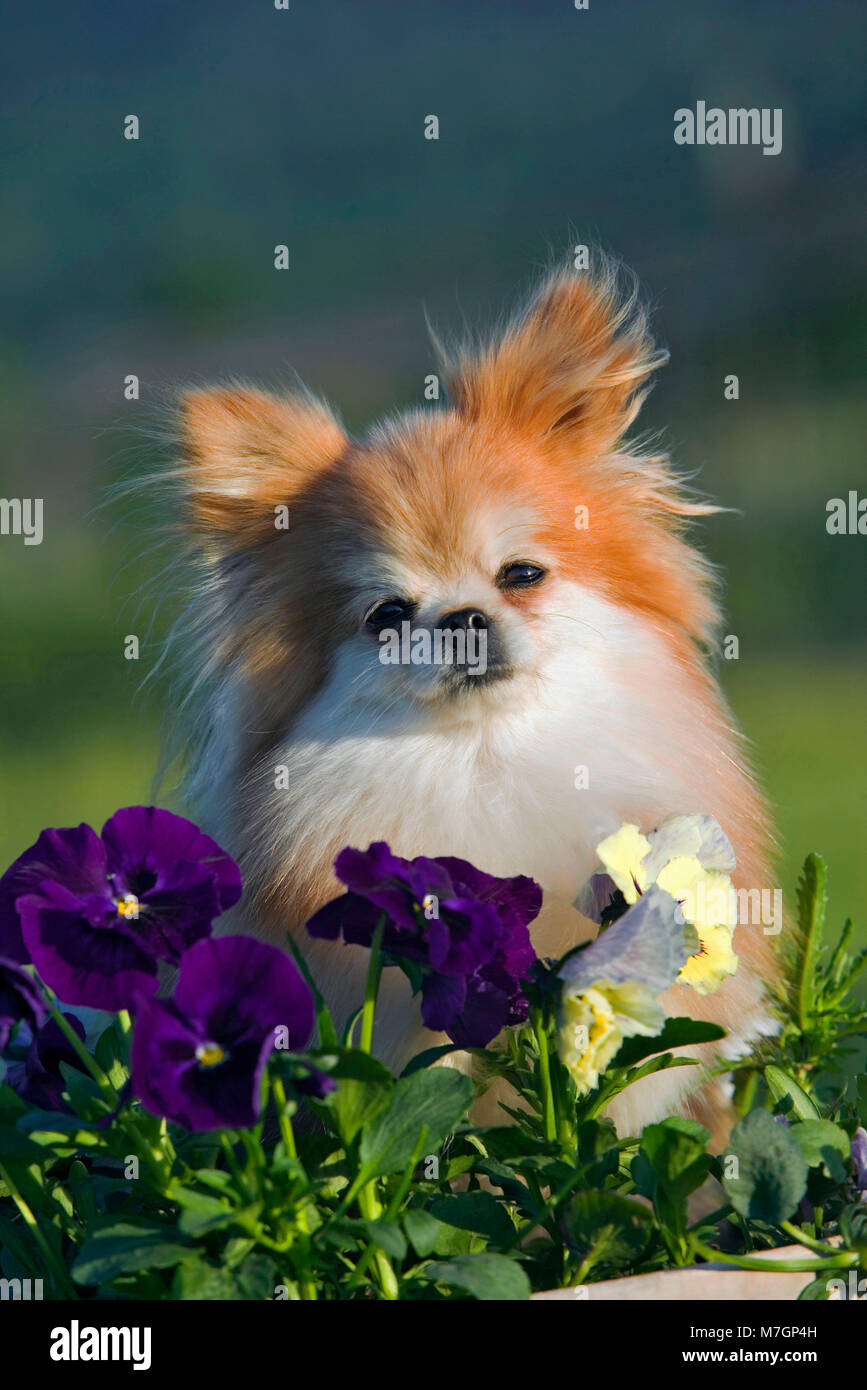 Deutsacher Spitz sitzt im Garten schaut hinter Blumen hervor | Pomeranian beobachten von hinter Blumen Stockfoto