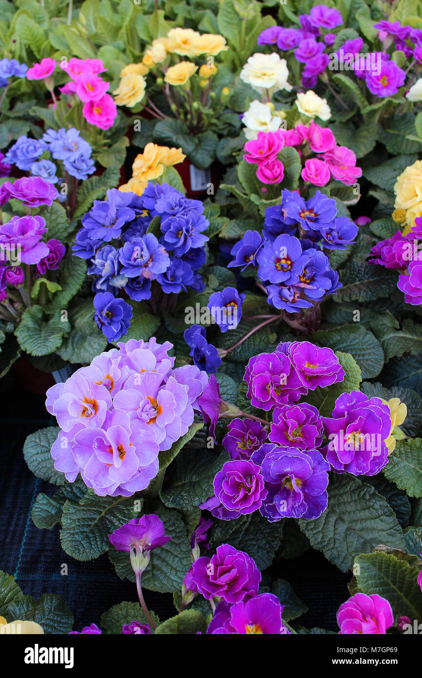 Primula sp. - Bunte Blumen - Liebling Feder Zierpflanzen Stockfoto