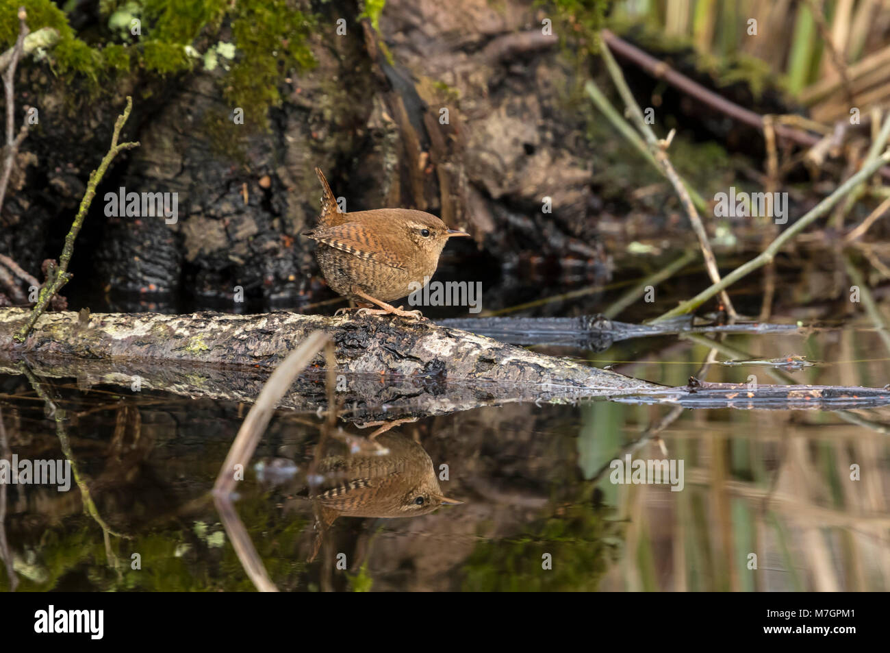 Zaunkönig (Troglodytes troglodytes), Stockfoto