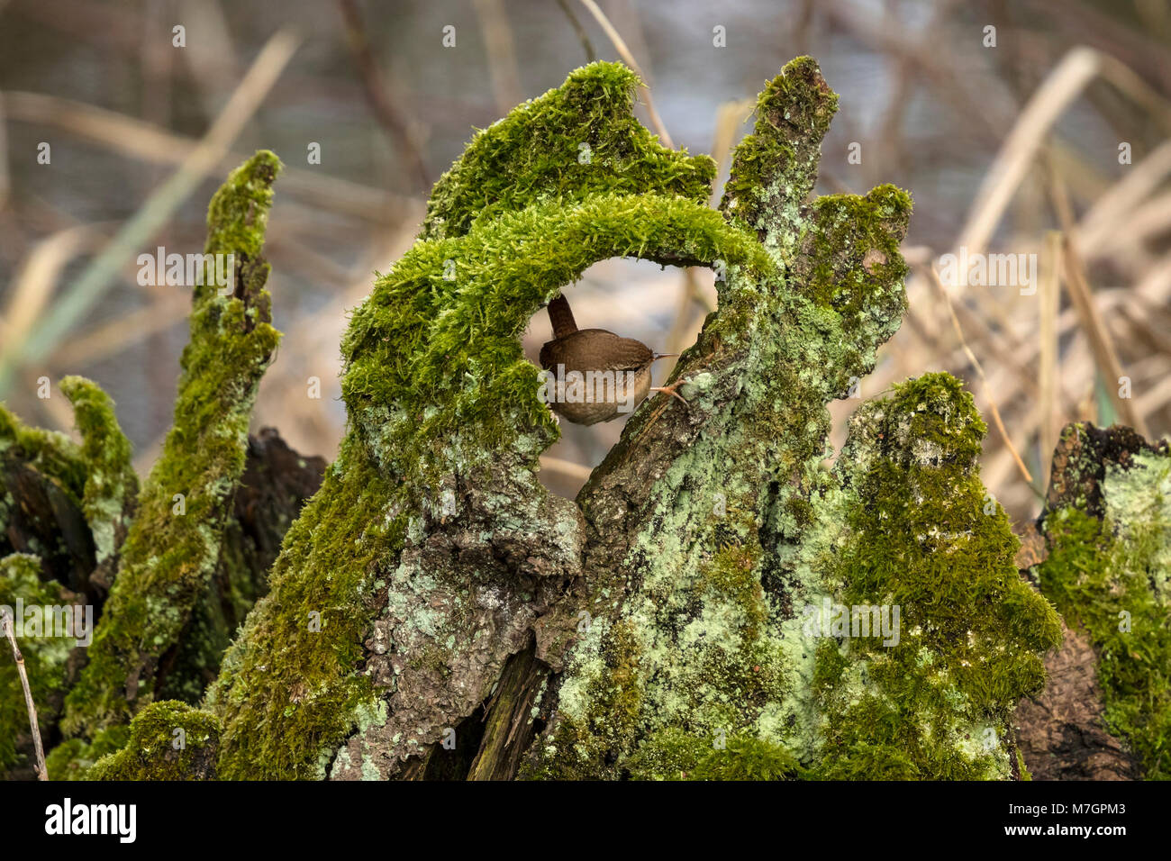 Zaunkönig (Troglodytes troglodytes), Stockfoto