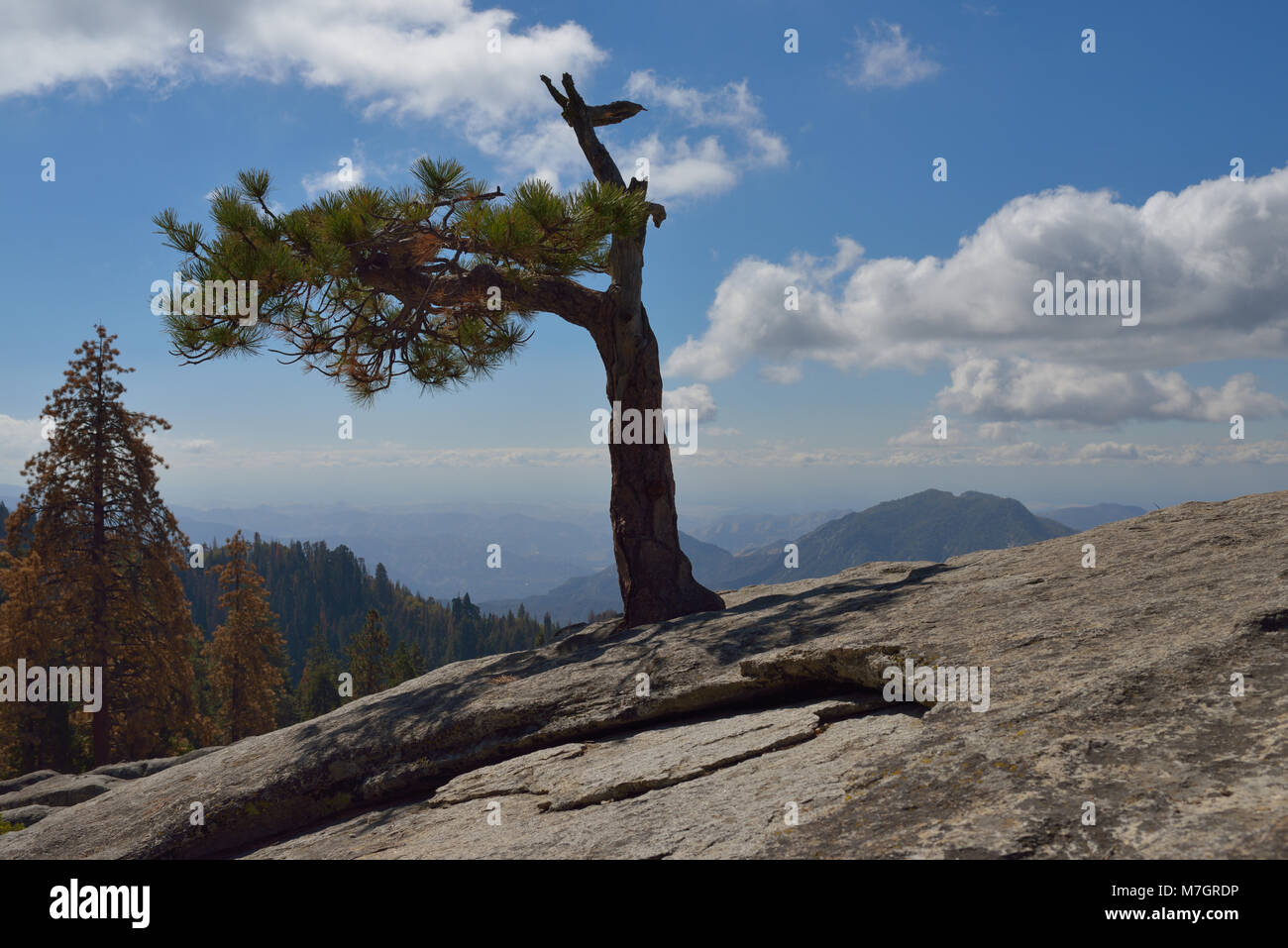 Die erstaunliche Natur des Sequoia National Park am Hanging Rock Trailhead, Sierra Nevada CA Stockfoto