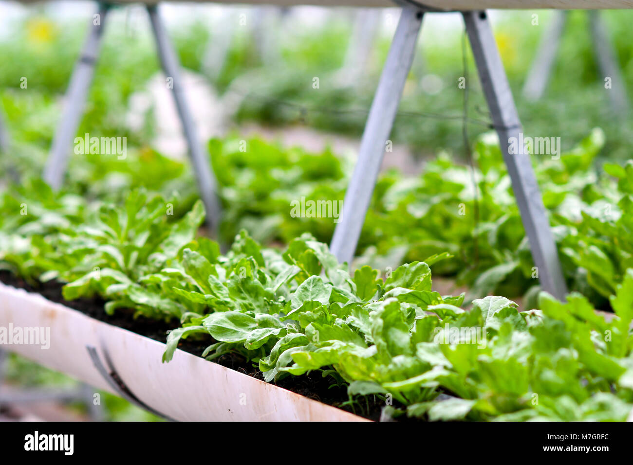 Urbane Landwirtschaft, städtische Landwirtschaft, oder Urban Gardening Stockfoto