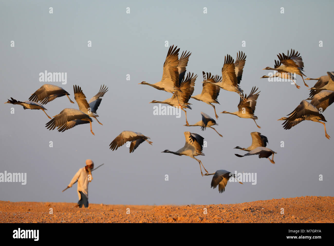 Eine Gruppe von Demoiselle Kraniche (Grus Jungfrau) nimmt Flug als lokaler Mann Spaziergänge durch Am traditionellen Standort der Khichan, Rajasthan, Indien Stockfoto