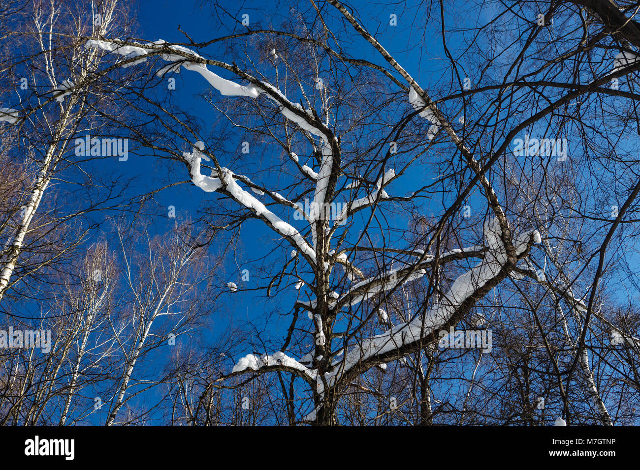 Letzte Schnee auf Branchen im Frühjahr Holz Stockfoto