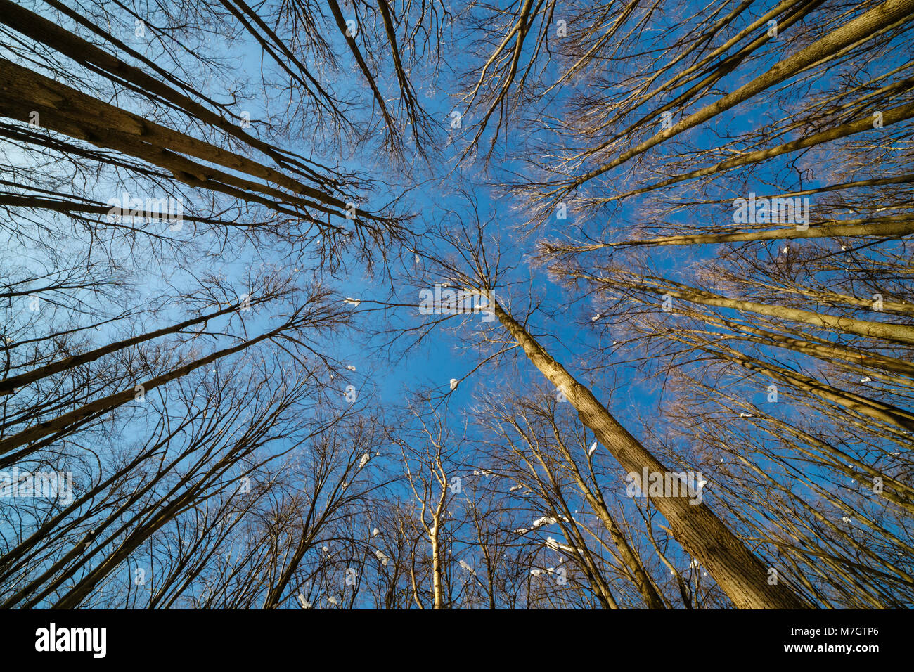 Gipfel der Bäume vor dem Hintergrund der klaren Winterhimmel Stockfoto