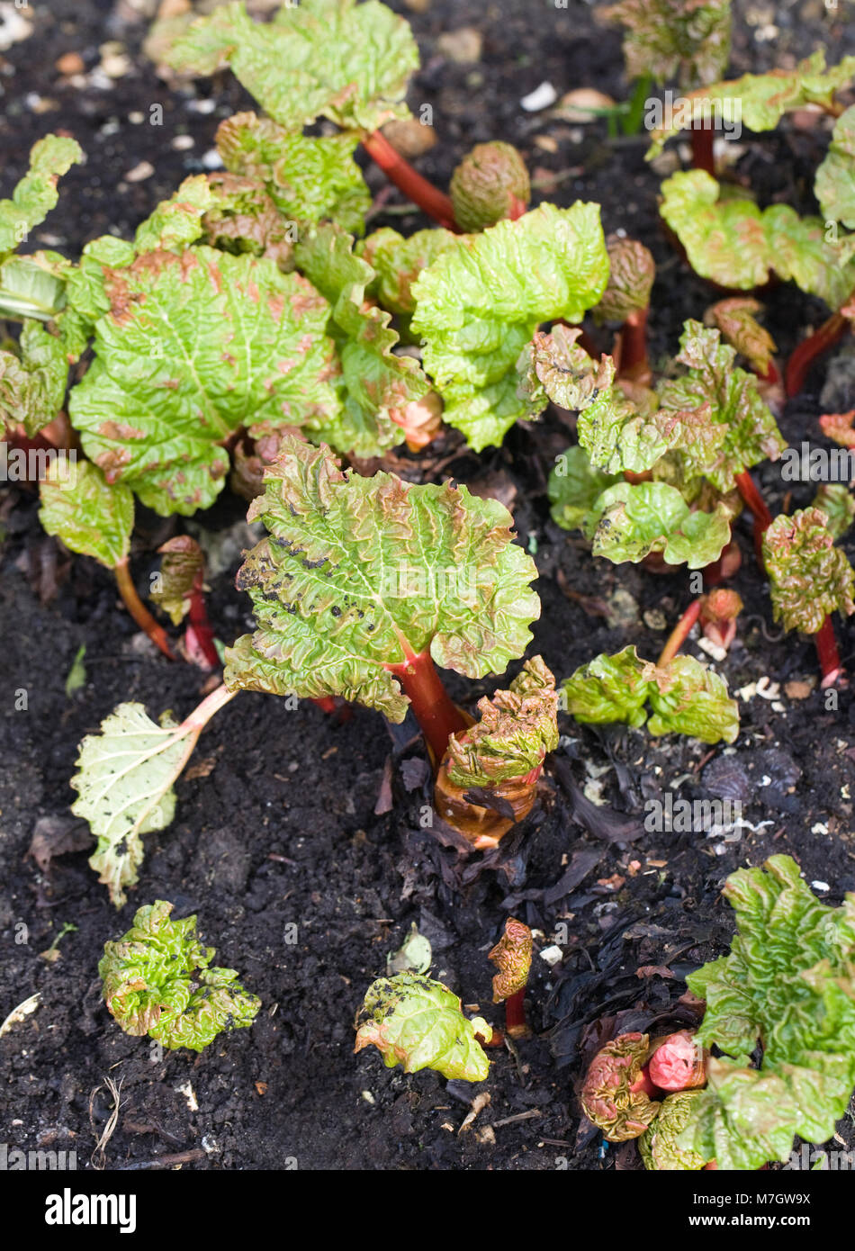 Rheum. Rhabarber im späten Winter im Freien zu schießen beginnen. Stockfoto