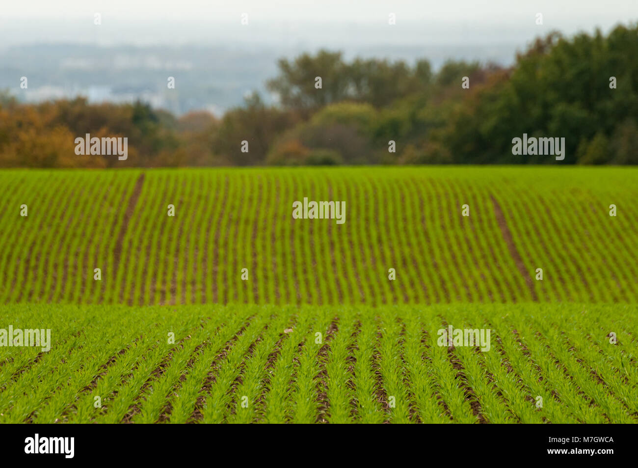Gepflügten Boden mit frischem Grün sprießen Pflanzen, geringe Tiefenschärfe, selektiver Fokus und sichtbare Furchen. Stockfoto