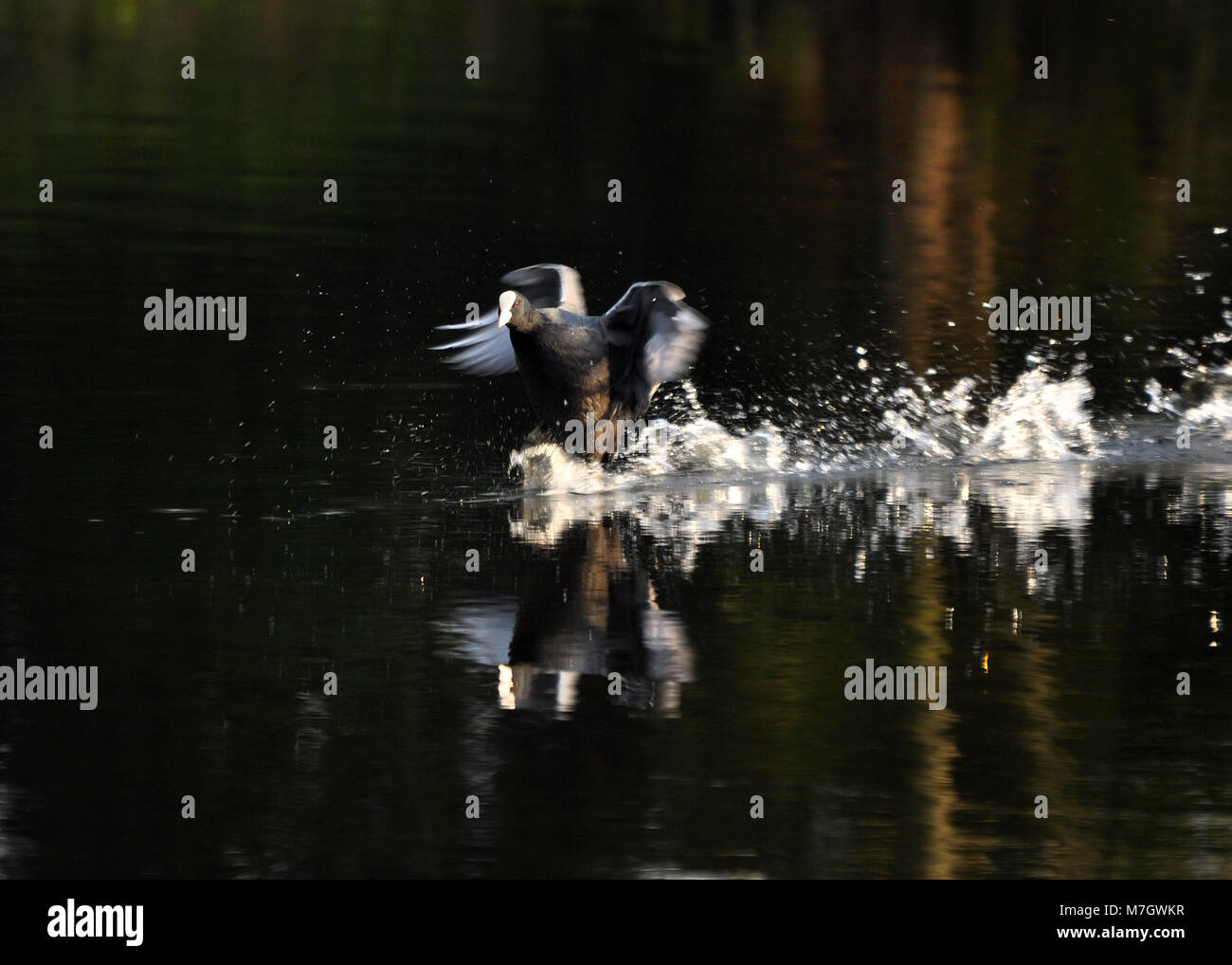 Coot (Fulica atra) versucht, von einem See mit Flügeln aus und flatterndem und spritzenden Wasser im Sevenoaks Wildlife Reserve, Kent, England, abzuheben. Stockfoto