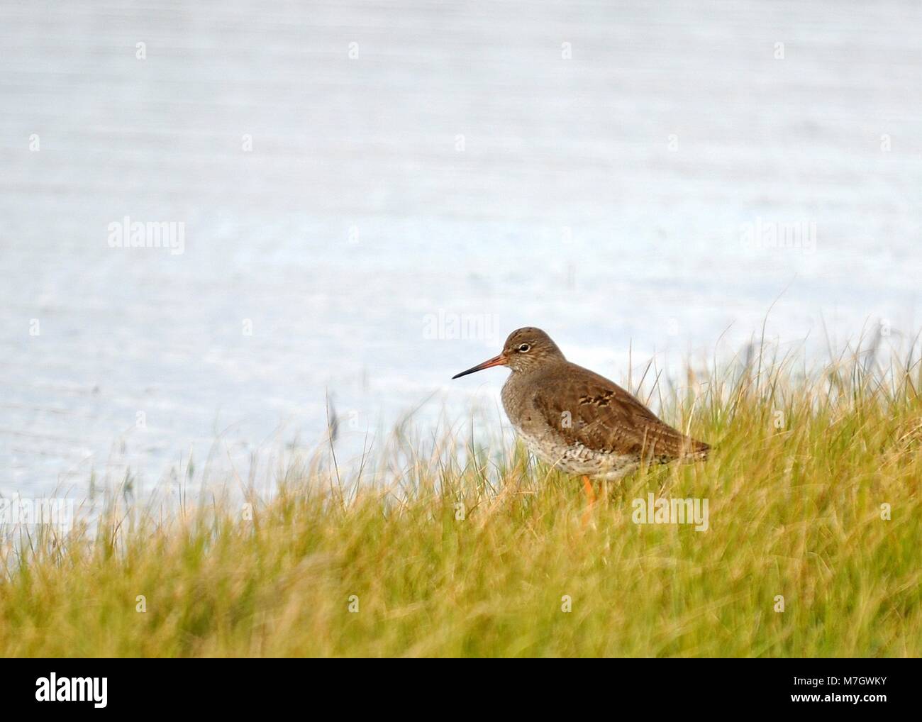 Curlew (Numenius arquata) saß und auf der Suche nach Nahrung, während sie sich zwischen kurzem Gras im Sumpf aufhielt. Elmley Nature Reserve, Kent. Stockfoto